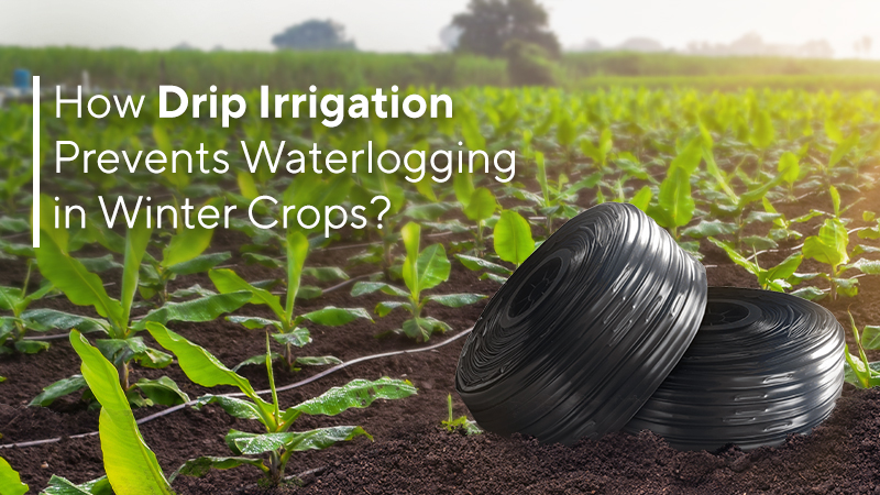 Drip Irrigation Prevent Waterlogging Drip Irrigation Prevent Waterlogging